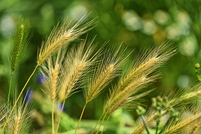 Foxtails – A Cute Name For a Dangerous Plant