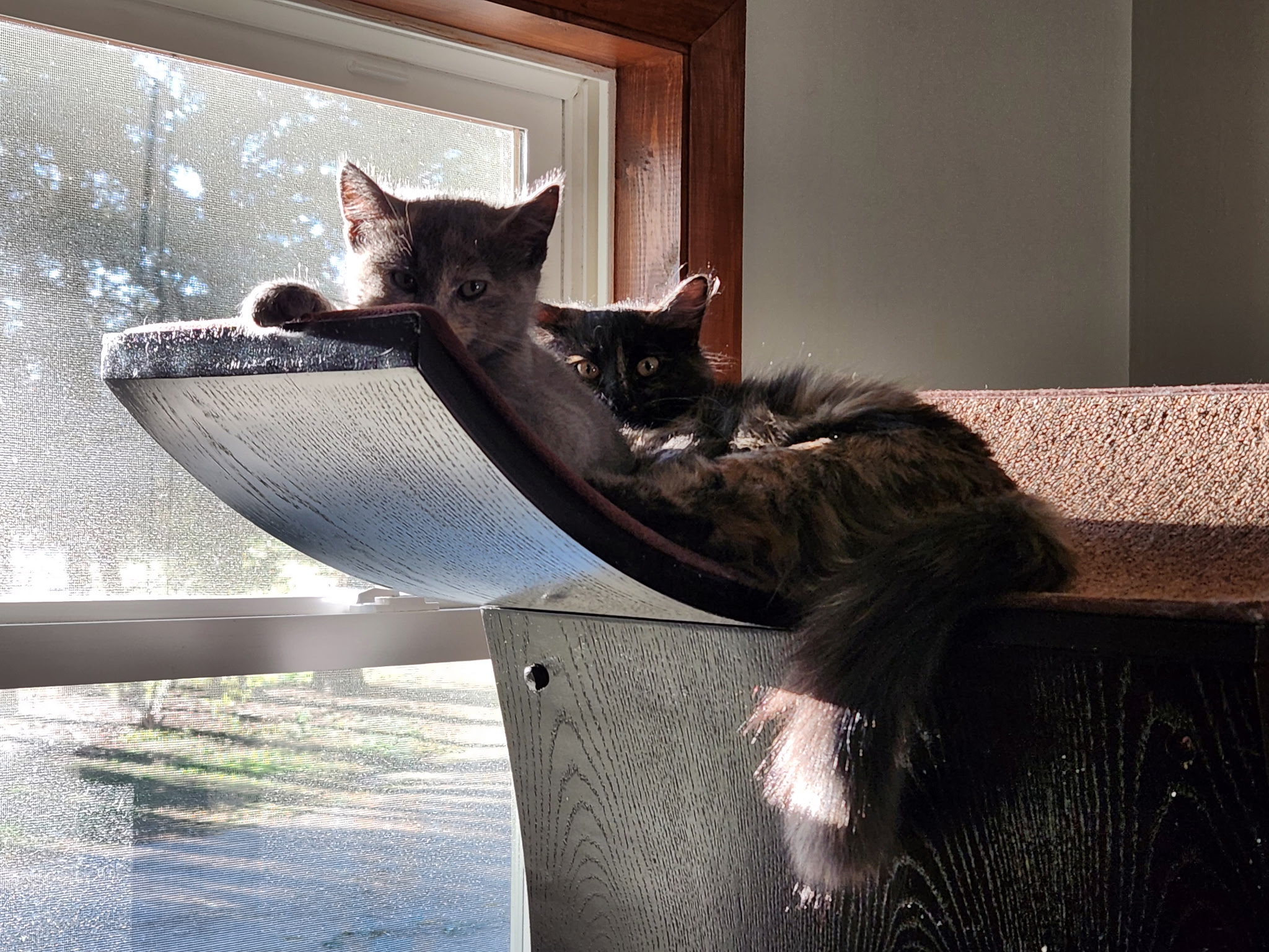 Truffles and Calliope (Adopted)