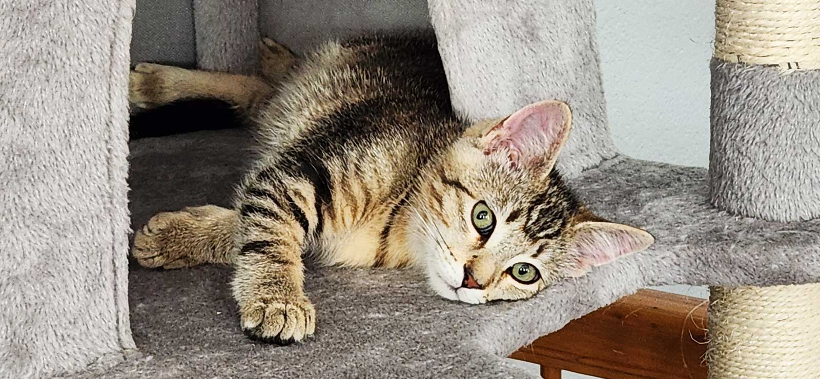 Biscuit