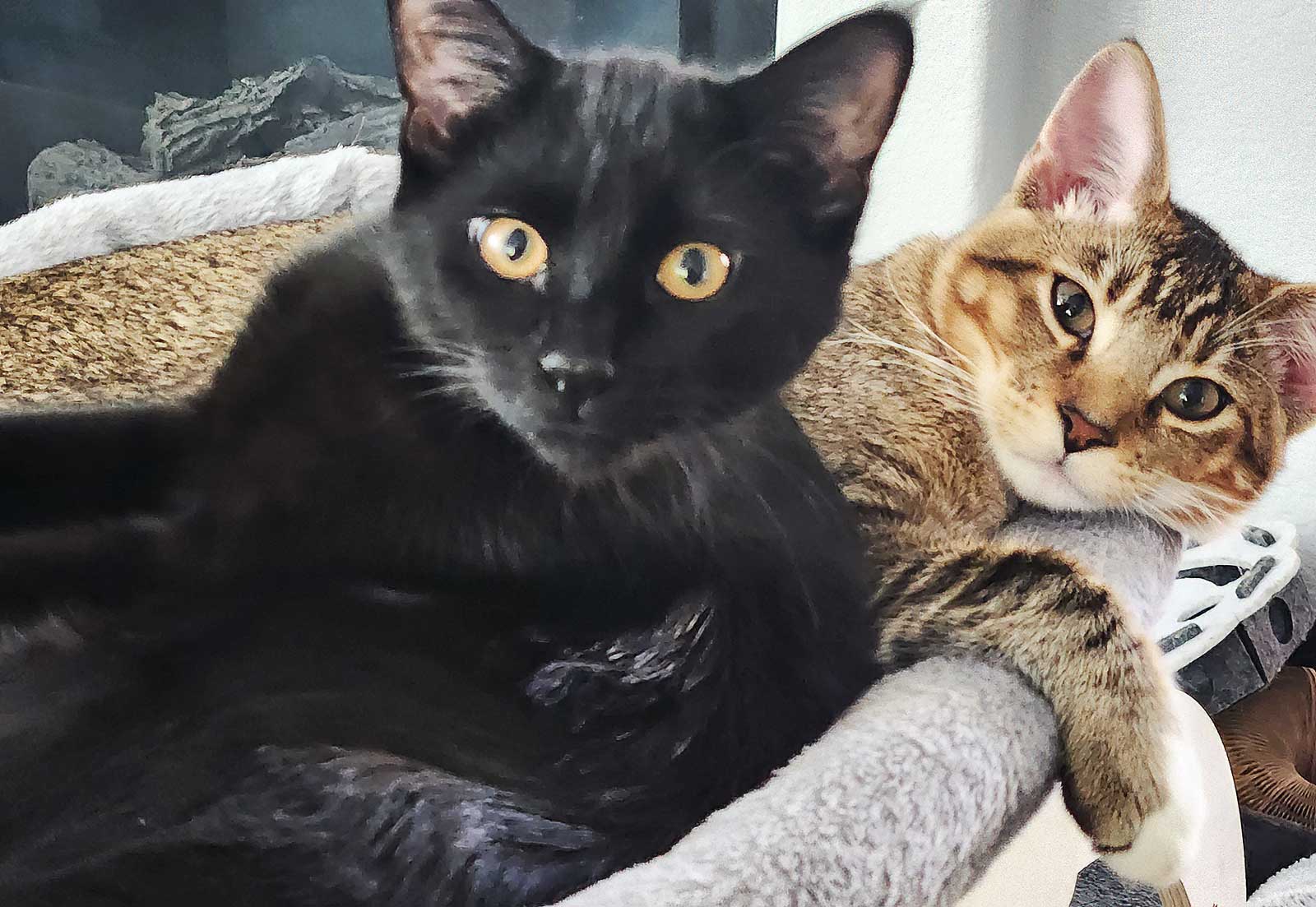 Prada and Barley