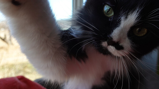 LFFAC Non-profit Feral Cat TNR Organization
