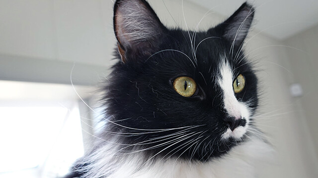 LFFAC Non-profit Feral Cat TNR Organization