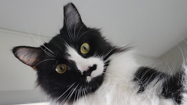 LFFAC Non-profit Feral Cat TNR Organization