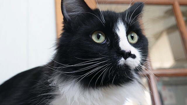 LFFAC Non-profit Feral Cat TNR Organization
