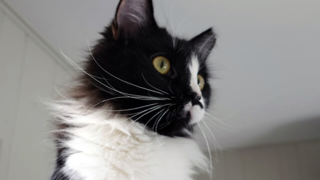 LFFAC Non-profit Feral Cat TNR Organization