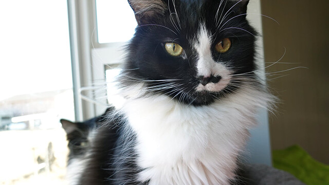 LFFAC Non-profit Feral Cat TNR Organization