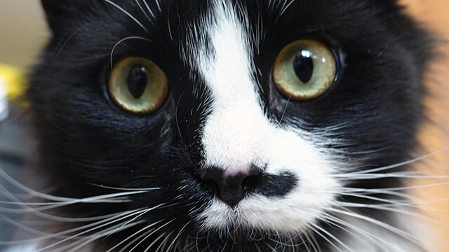 LFFAC Non-profit Feral Cat TNR Organization