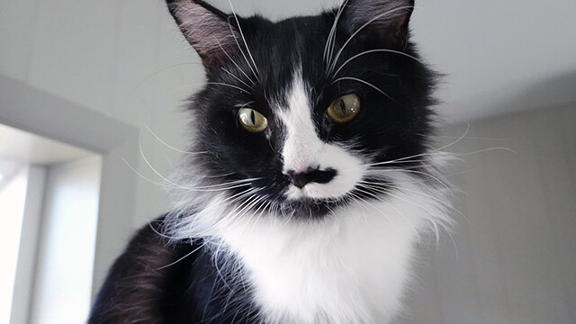 LFFAC Non-profit Feral Cat TNR Organization