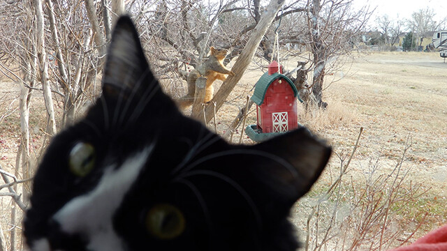 LFFAC Non-profit Feral Cat TNR Organization