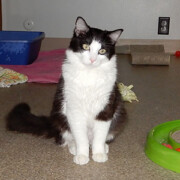 LFFAC Non-profit Feral Cat TNR Organization