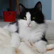 LFFAC Non-profit Feral Cat TNR Organization