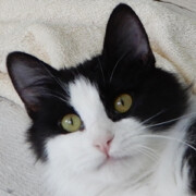 LFFAC Non-profit Feral Cat TNR Organization