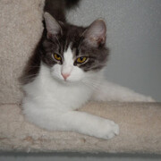 LFFAC Non-profit Feral Cat TNR Organization