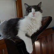 LFFAC Non-profit Feral Cat TNR Organization