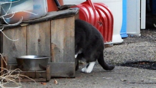 Longmont Friends of Feral & Abandoned Cats