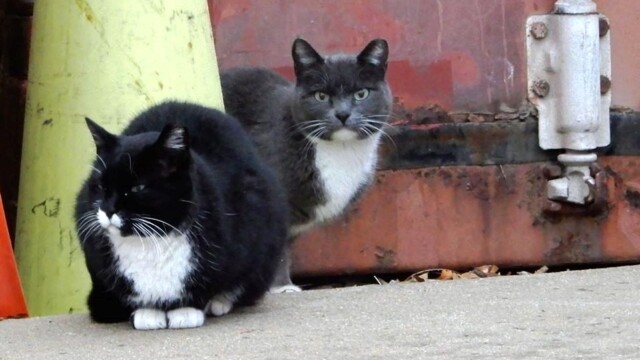 Longmont Friends of Feral & Abandoned Cats