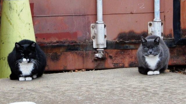 Longmont Friends of Feral & Abandoned Cats