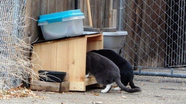 LLongmont Friends of Feral & Abandoned Cats