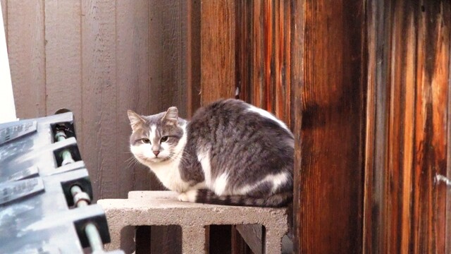 Longmont Friends of Feral & Abandoned Cats