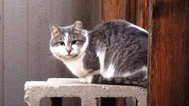 Longmont Friends of Feral & Abandoned Cats