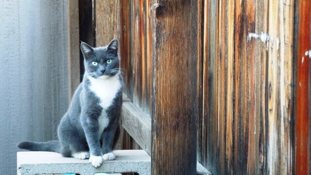 Longmont Friends of Feral & Abandoned Cats