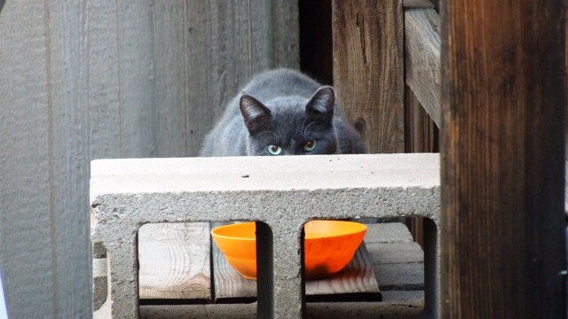 Longmont Friends of Feral & Abandoned Cats