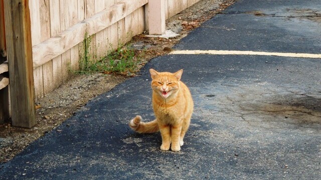 Longmont Friends of Feral & Abandoned Cats