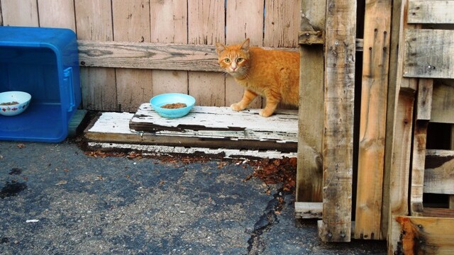 Longmont Friends of Feral & Abandoned Cats