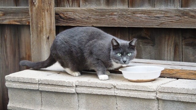 Longmont Friends of Feral & Abandoned Cats