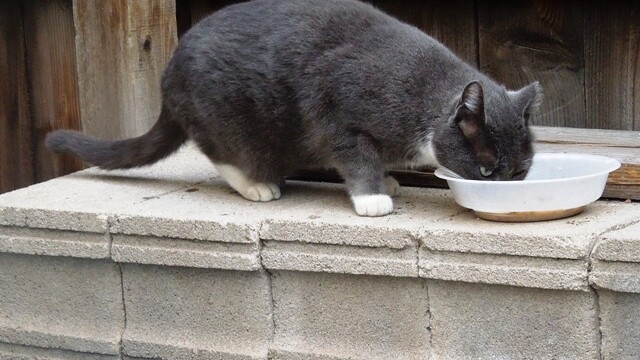 Longmont Friends of Feral & Abandoned Cats