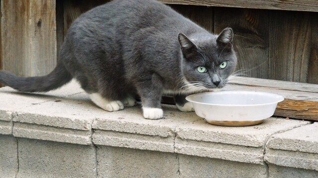 Longmont Friends of Feral & Abandoned Cats