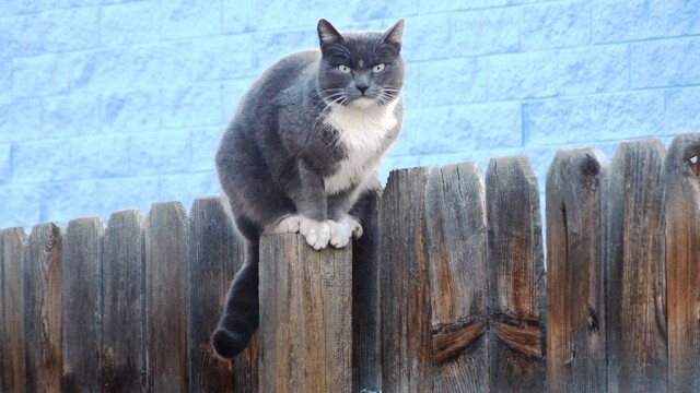 Longmont Friends of Feral & Abandoned Cats