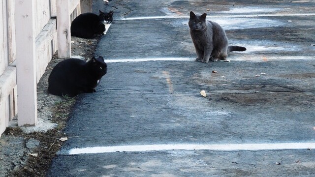 Longmont Friends of Feral & Abandoned Cats