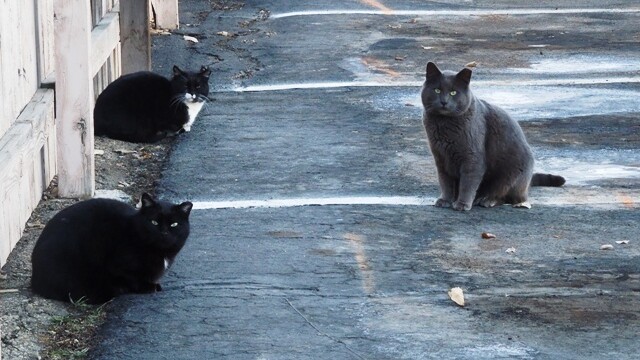 Longmont Friends of Feral & Abandoned Cats