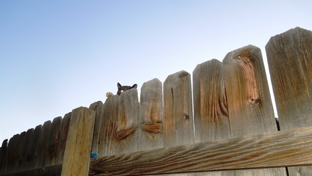 Longmont Friends of Feral & Abandoned Cats