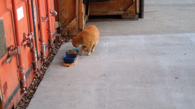 Longmont Friends of Feral & Abandoned Cats