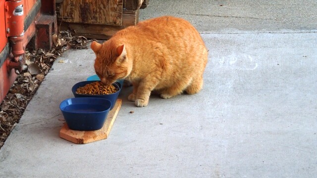 Longmont Friends of Feral & Abandoned Cats