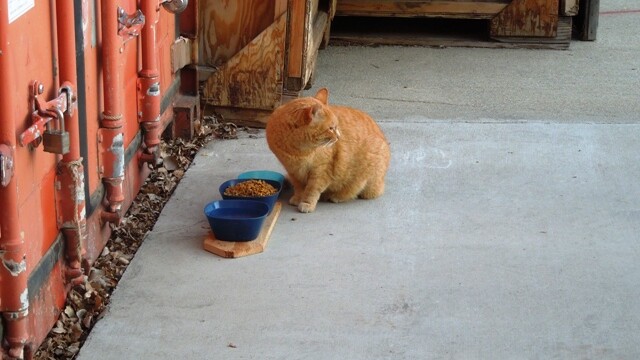 Longmont Friends of Feral & Abandoned Cats