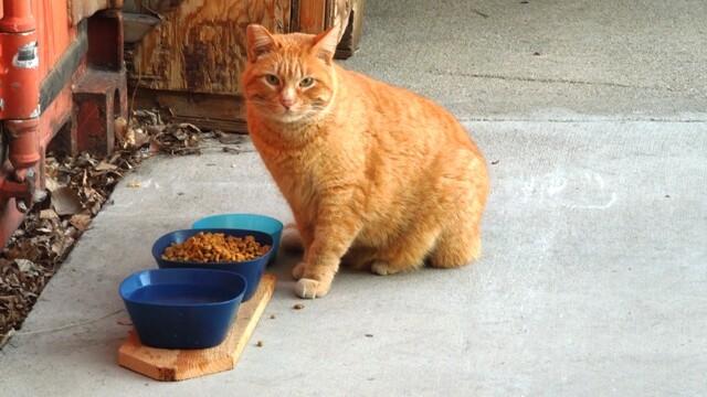 Longmont Friends of Feral & Abandoned Cats