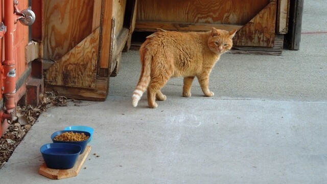 Longmont Friends of Feral & Abandoned Cats