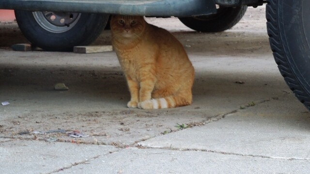 Longmont Friends of Feral & Abandoned Cats