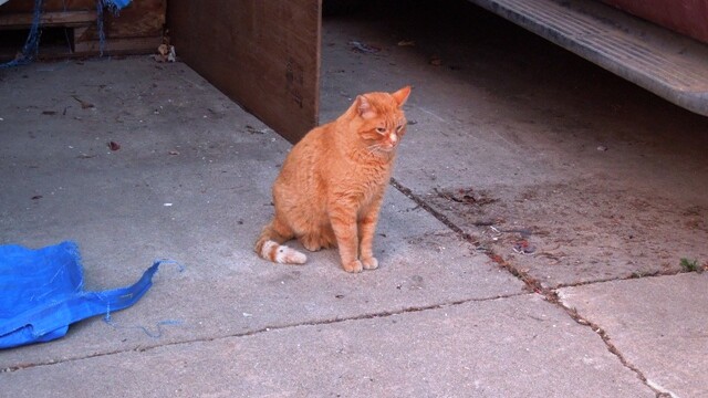 Longmont Friends of Feral & Abandoned Cats
