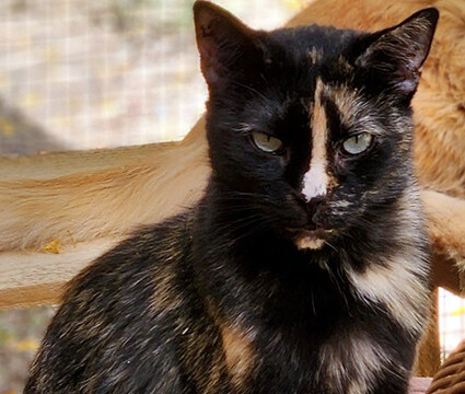 LFFAC Non-profit Feral Cat TNR Organization