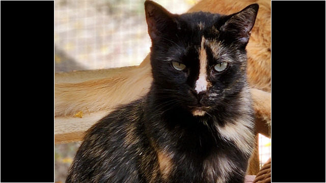 LFFAC Non-profit Feral Cat TNR Organization