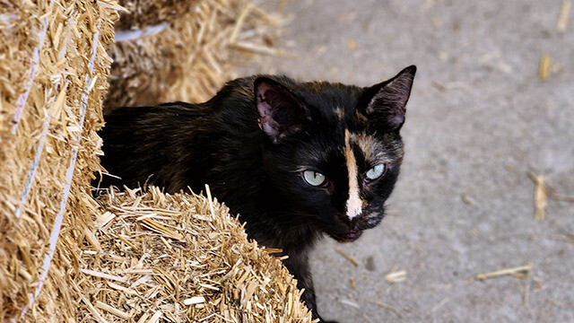 LFFAC Non-profit Feral Cat TNR Organization