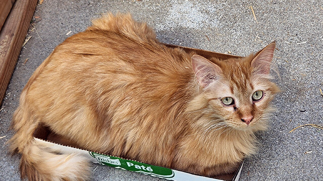 LFFAC Non-profit Feral Cat TNR Organization