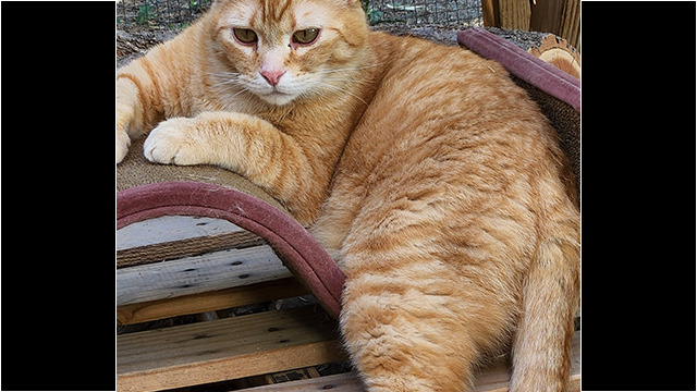 LFFAC Non-profit Feral Cat TNR Organization