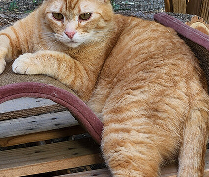 LFFAC Non-profit Feral Cat TNR Organization