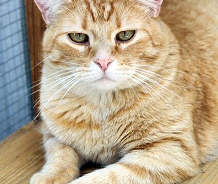 LFFAC Non-profit Feral Cat TNR Organization