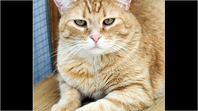 LFFAC Non-profit Feral Cat TNR Organization